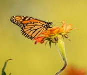 2022 09 17 LongFellowGarden 082